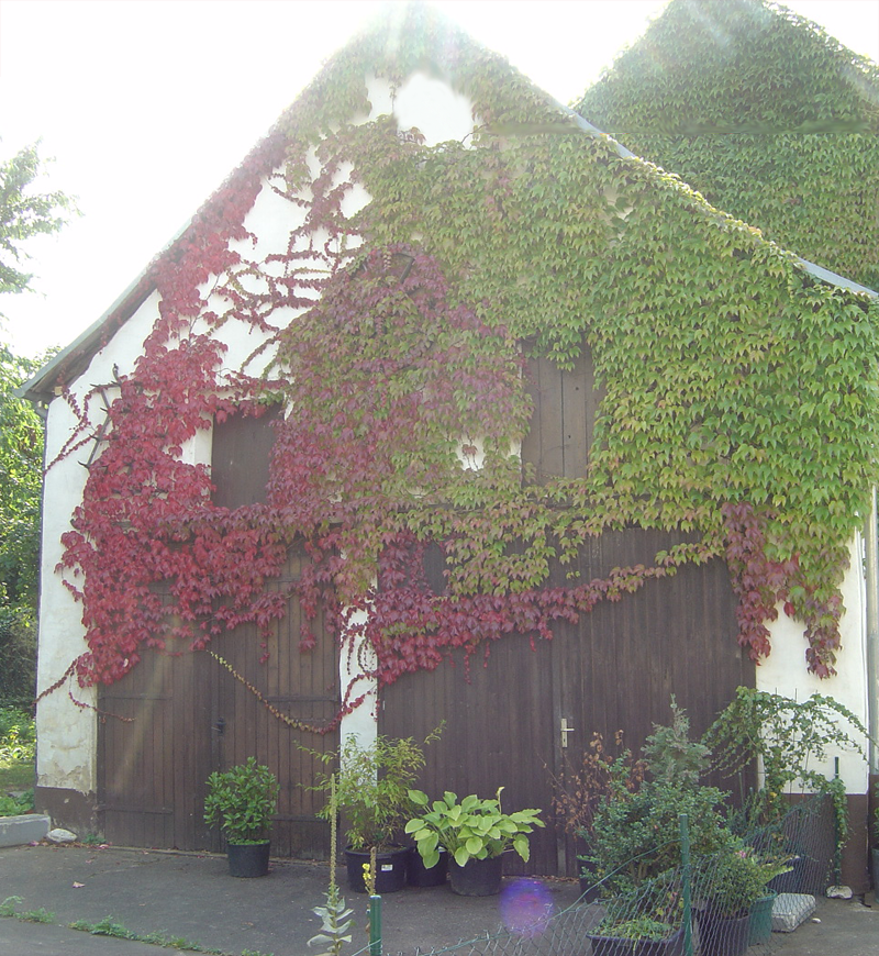 Unser Weingut 2